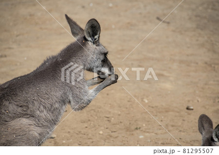 後ろ向きのカンガルー 81295507