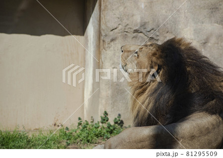 寝ながら上を見上げる動物園のライオン 81295509