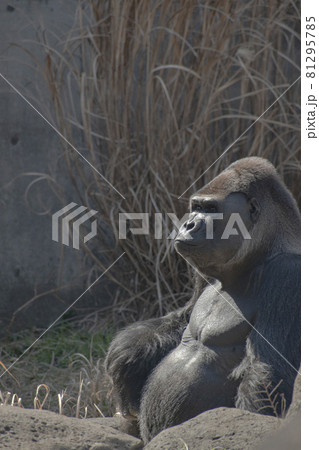 動物園の檻の中で生活するゴリラ 動物園の檻の中で生活するゴリラ 81295785