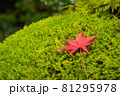 もみじ 81295978