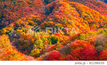 紅葉の山 紅葉の山 81296030