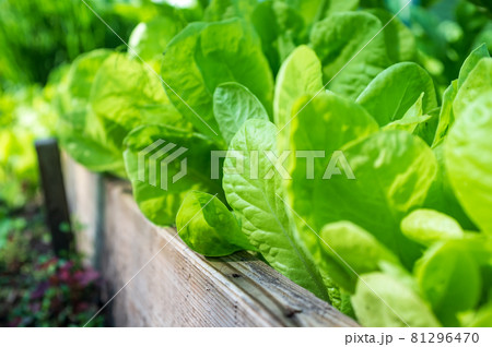 Fresh, green lettuce leaves in the sun, in the garden on a summer day. Agriculture. Fresh, green lettuce leaves in the sun, in the garden on a summer day. Agriculture. 81296470
