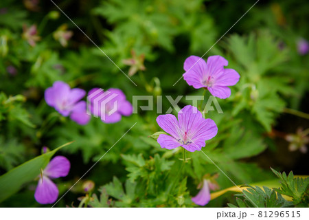 谷川岳に咲く高山植物「ハクサンフウロ」 谷川岳に咲く高山植物「ハクサンフウロ」 81296515