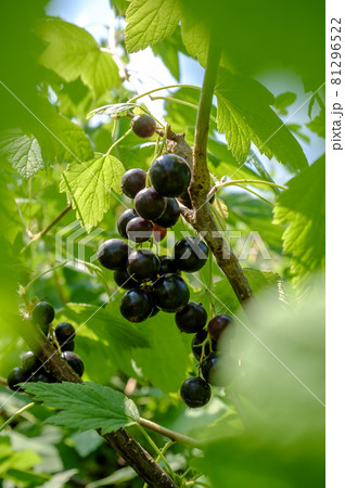 Black currant in green leaves. Rural harvest. Fresh berries of ribes rubrum. Close-up. Black currant in green leaves. Rural harvest. Fresh berries of ribes rubrum. Close-up. 81296522