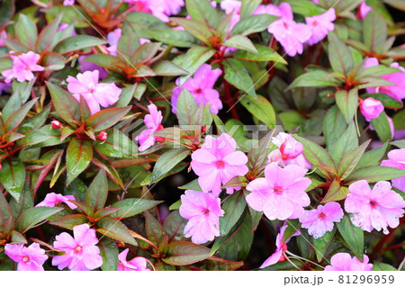 ニューギニアインパチェンスの花の写真素材