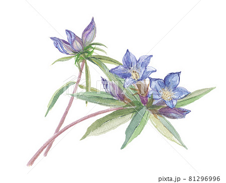 リンドウの花 リンドウの花 81296996