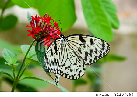 Beautiful Paper kite butterfly with open wings feeding on nectar from the red flower, green leaves. Beautiful Paper kite butterfly with open wings feeding on nectar from the red flower, green leaves. 81297064