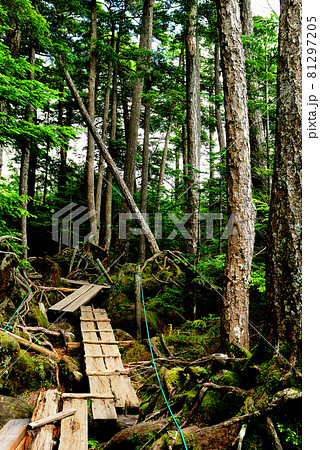 白駒池　原生林の中の青き苔 81297205