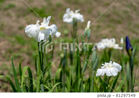 三重県亀山市　亀山公園しょうぶ園の白い花しょうぶ 81297549