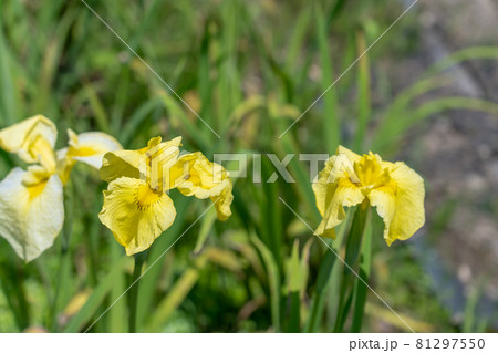 Yellow irises of Kameyama Park Shobuen,... - Stock Photo [81297550] - PIXTA