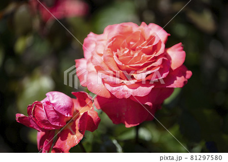 Deep pink Hybrid Tea Pride of Scotland rose Deep pink Hybrid Tea Pride of Scotland rose 81297580