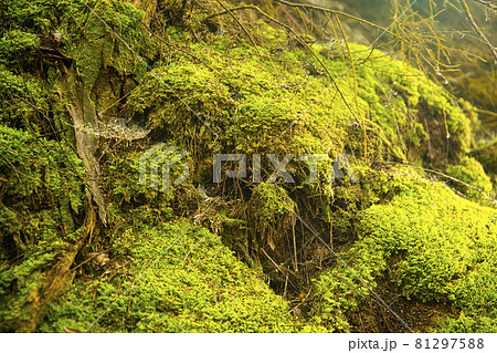 fresh green mosses of geothermal habitat in Rotorua, New Zealand fresh green mosses of geothermal habitat in Rotorua, New Zealand 81297588