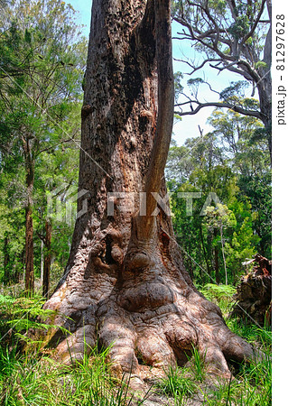 Giant trees in the Valley of the Giants, Walpole-Nornalup National Park, near Walpole, Western Australia 81297628