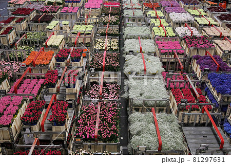 AALSMEER, NETHERLANDS - JUNE 6, 2011: Carts of variety of flowers staging at Aalsmeer FloraHolland auction market AALSMEER, NETHERLANDS - JUNE 6, 2011: Carts of variety of flowers staging at Aalsmeer FloraHolland auction market 81297631