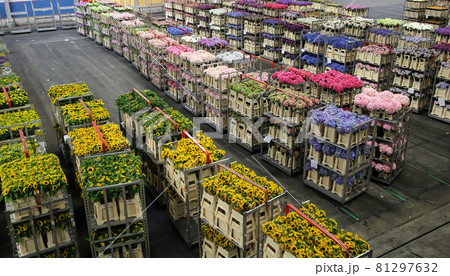 AALSMEER, NETHERLANDS - JUNE 6, 2011: Carts of variety of flowers staging at Aalsmeer FloraHolland auction market AALSMEER, NETHERLANDS - JUNE 6, 2011: Carts of variety of flowers staging at Aalsmeer FloraHolland auction market 81297632