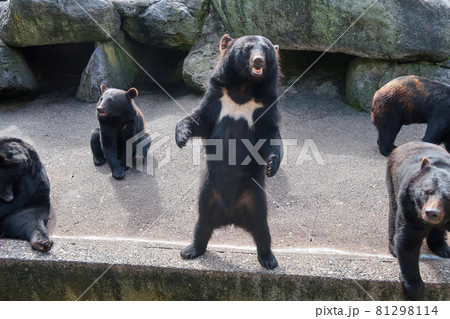 奥飛騨のクマ牧場のツキノワグマ 81298114
