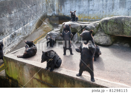 奥飛騨のクマ牧場のツキノワグマ 81298115