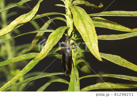 ミヤマカミキリ 81298251