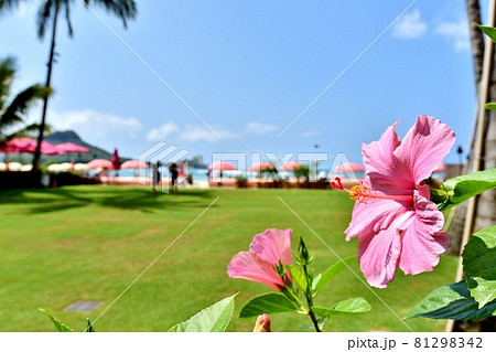 ハワイの休日 81298342