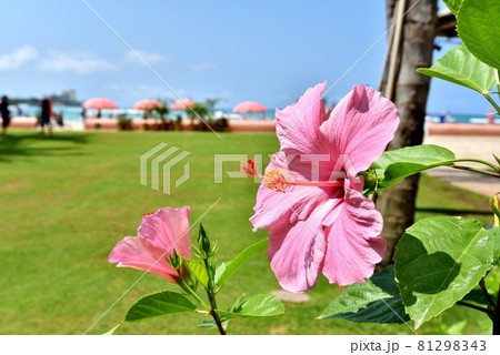 ハワイの休日 81298343