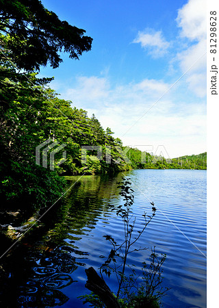 日本一高地の湖、北八ヶ岳　原生林の中にある白駒池 81298628