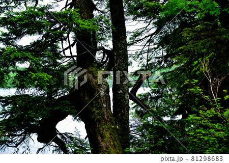 日本一高地の湖、北八ヶ岳　原生林の中にある白駒池 81298683