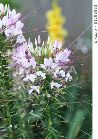 クレオメの白花 クレオメの白花 81298883