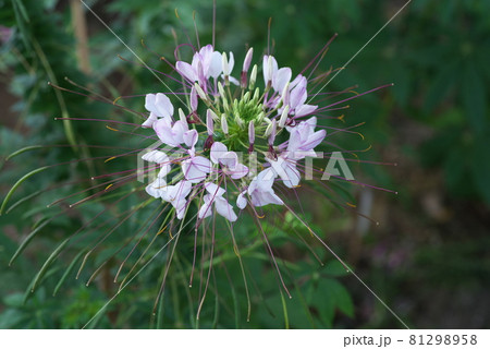 クレオメの白花【緑背景】 クレオメの白花【緑背景】 81298958