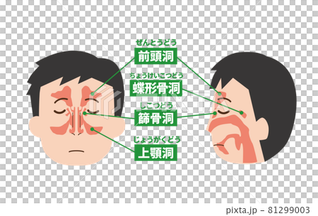 鼻の内部イメージ正面と側面 鼻の内部イメージ正面と側面 81299003