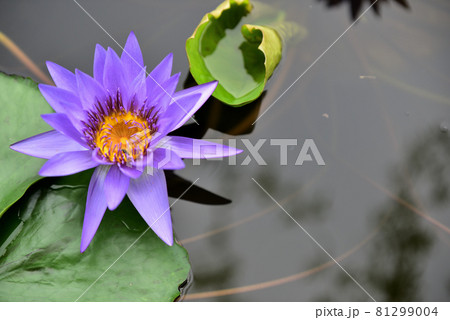 夏の花水辺に浮かぶスイレン 81299004