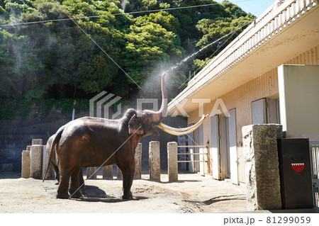 象の水浴び　ぞうさん　水浴び　　動物園　金沢動物園　横浜市　神奈川県 81299059