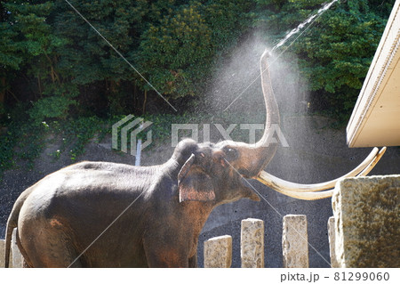 象の水浴び ぞうさん 水浴び 動物園 金沢動物園 横浜市 神奈川県 象の水浴び ぞうさん 水浴び 動物園 金沢動物園 横浜市 神奈川県 81299060