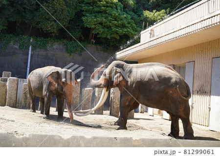 象の水浴び　ぞうさん　水浴び　　動物園　金沢動物園　横浜市　神奈川県 81299061
