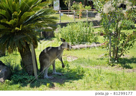 カンガルー 動物園 金沢動物園 横浜市 神奈川県 カンガルー 動物園 金沢動物園 横浜市 神奈川県 81299177