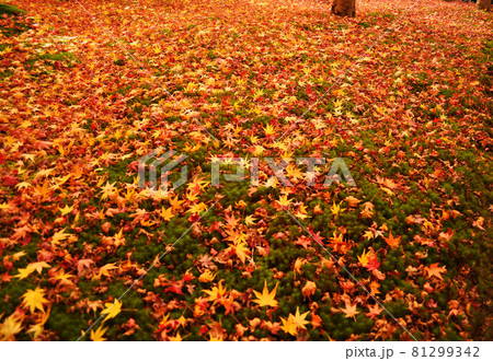 京都府に有る永観堂禅林寺の苔と落ち葉	 81299342