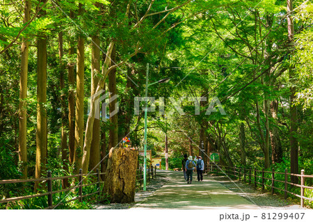 高尾山　登山道 81299407