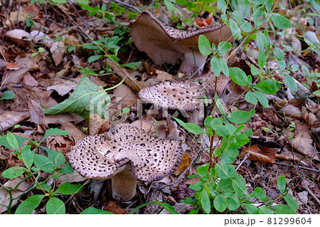 コウタケ 81299604