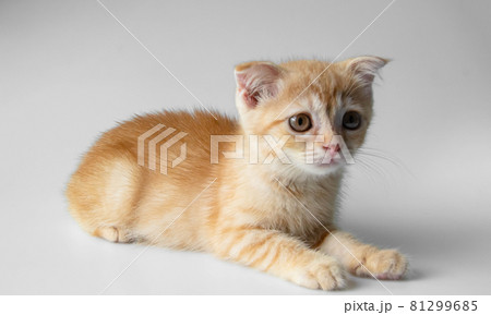 Ginger tabby kitten 81299685