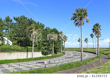 ヤシの木のある風景　千葉県浦安市舞浜 81299723