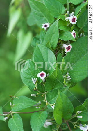 ヘクソカズラの花 緑背景 の写真素材 ヘクソカズラの花 緑背景 の写真素材