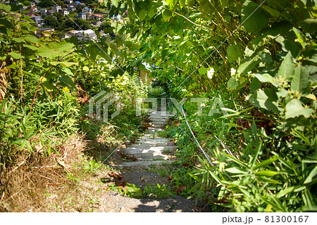 自然にできた野草の屋根と下り階段【北海道】 自然にできた野草の屋根と下り階段【北海道】 81300167