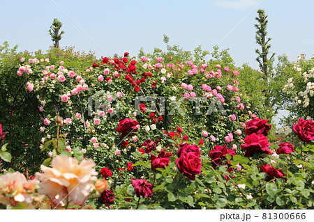 満開の薔薇 81300666