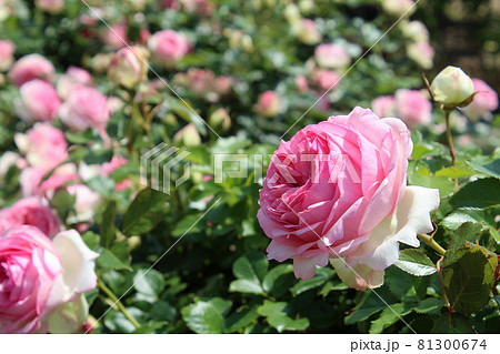 ピンクのバラ(ピエールドゥロンサール) ピンクのバラ(ピエールドゥロンサール) 81300674