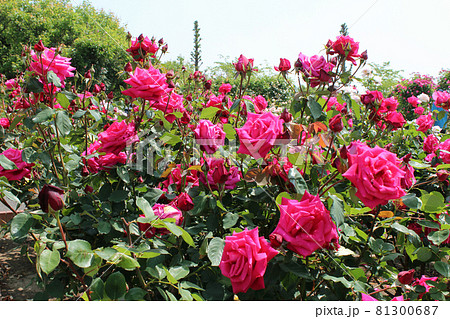 満開の薔薇 満開の薔薇 81300687