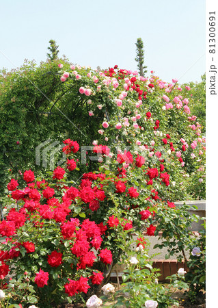 満開の薔薇 満開の薔薇 81300691