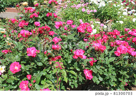 満開の薔薇 満開の薔薇 81300703