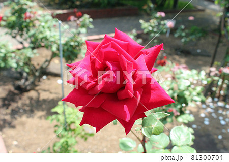 赤いバラ（クリスチャンディオール） 81300704