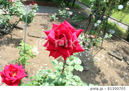 赤いバラ（クリスチャンディオール） 81300705