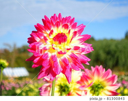満開のダリア　天竺牡丹 81300843