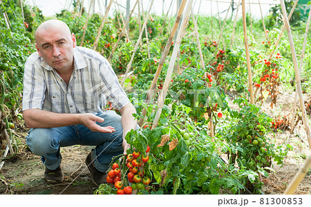 Farmer checking tomato plants 81300853